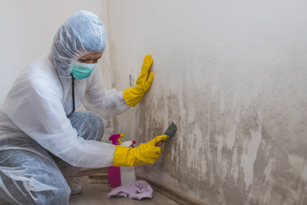 Best Post-Flood Mold Remediation in Effort, PA