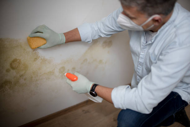 Trusted Effort, PA Mold Remediation Experts